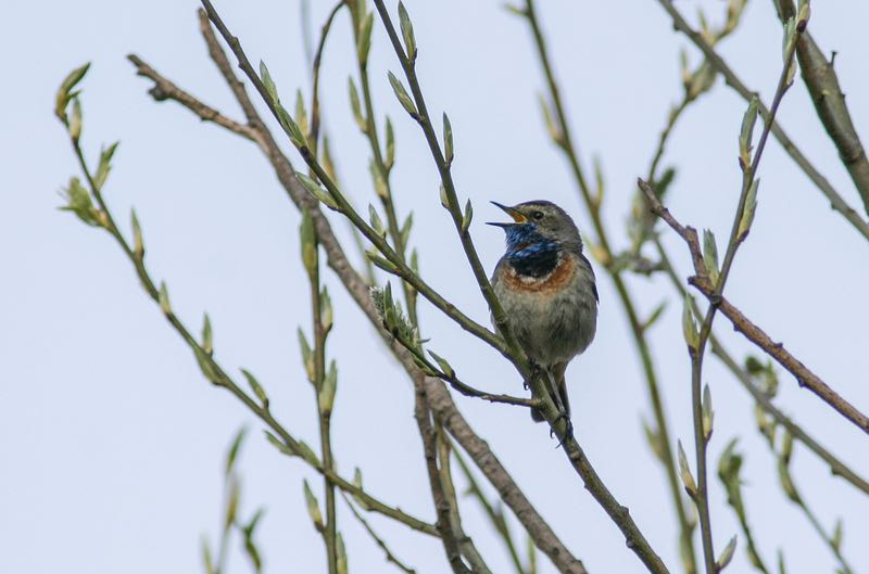 burgerwetenschap blauwborst moskou